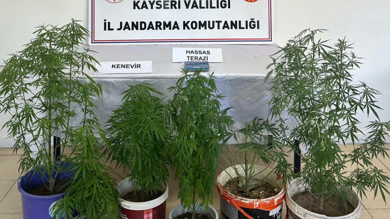 Saksıda kenevir bitkisi yetiştiren şahıs yakalandı