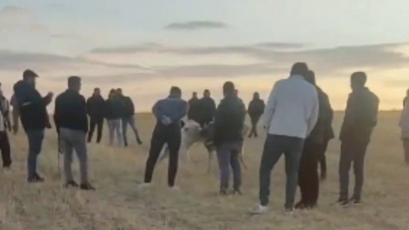 Sarımsaklı’da köpek dövüşü yaptıran 13 kişiye suçüstü baskın