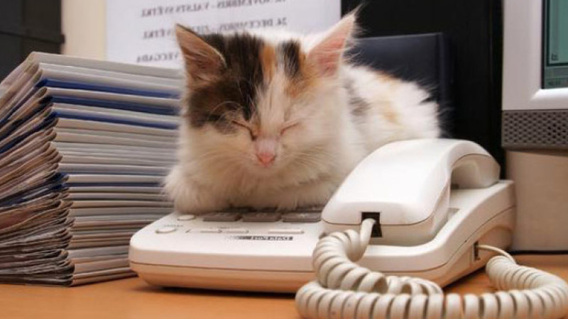 Ofis Kapıları Evcil Hayvanlara Açılıyor, İş Dünyası Dönüşüyor