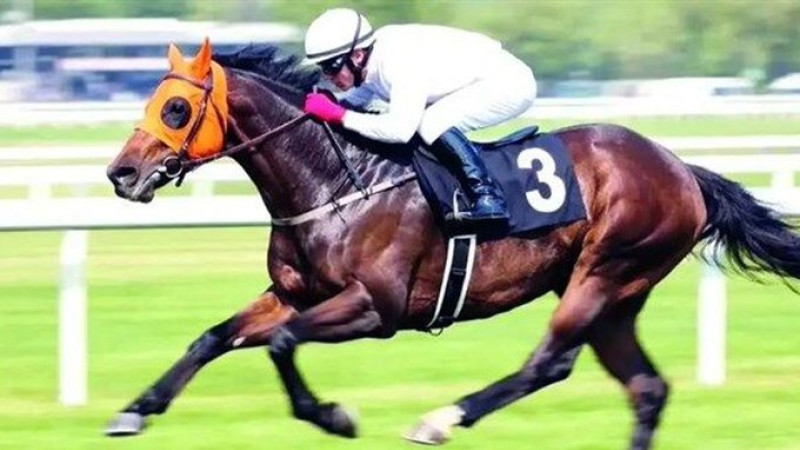 Yarış atı aşevinde kavurma olarak yendi iddiası!