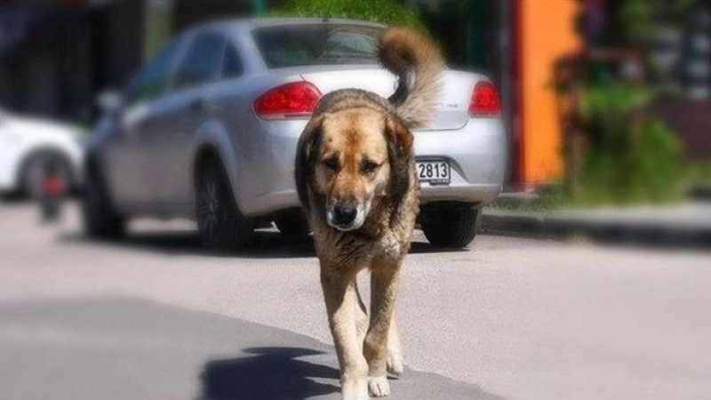 İçişleri Bakanlığından köpek saldırısına ilişkin soruşturma