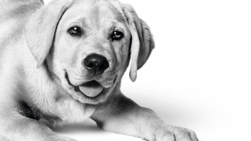 Royal Canin Türkiye’de 10. yılını kutluyor: 6,4 milyon kedi ve köpeğe ulaştı