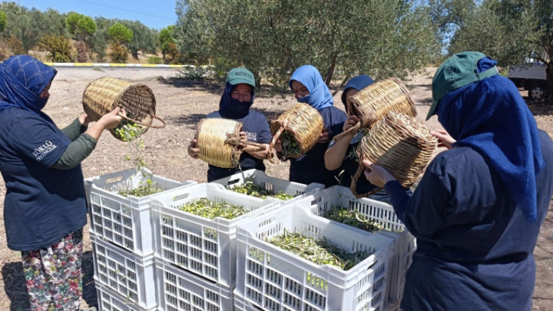 Yılın İlk Zeytin Hasadı Yapıldı; Zeytinyağında Rekolte Beklentisi 400 Bin Ton