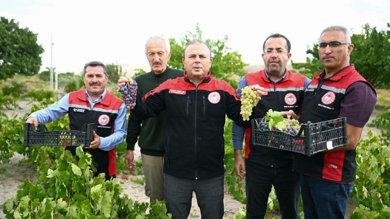 İncesu’da hasat zamanı; Bağ bozumu yapıldı aspir yağı üretildi